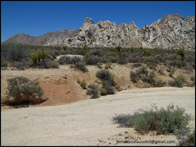 Réserve de Mojave en Californie