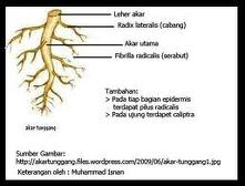 BIO UNIV PALANGKARAYA MORFOLOGI AKAR  RADIX 