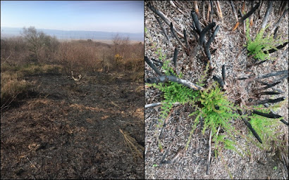 Burnt area in March (left) and in July (right)