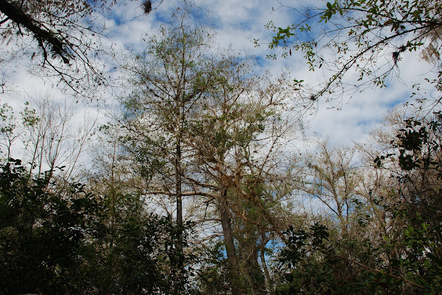 Fakahatchee Strand Preserve State Park