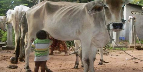 गोमूत्र : एक दिव्य चमत्कारी औषधि गोमूत्र