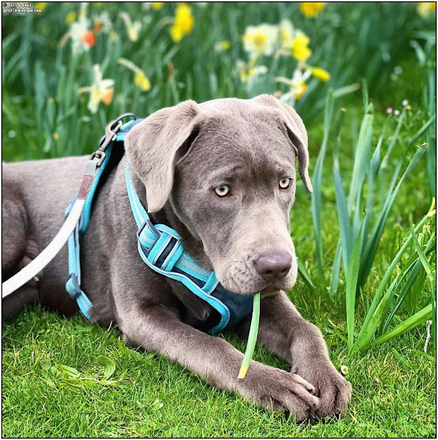 silver labrador