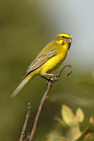Yellow Canary Birds