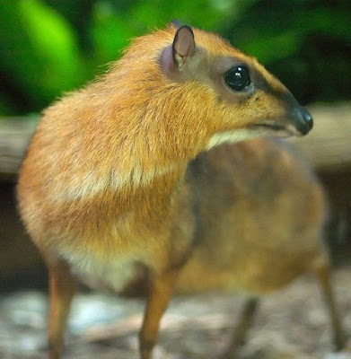 Deer MouseMouse