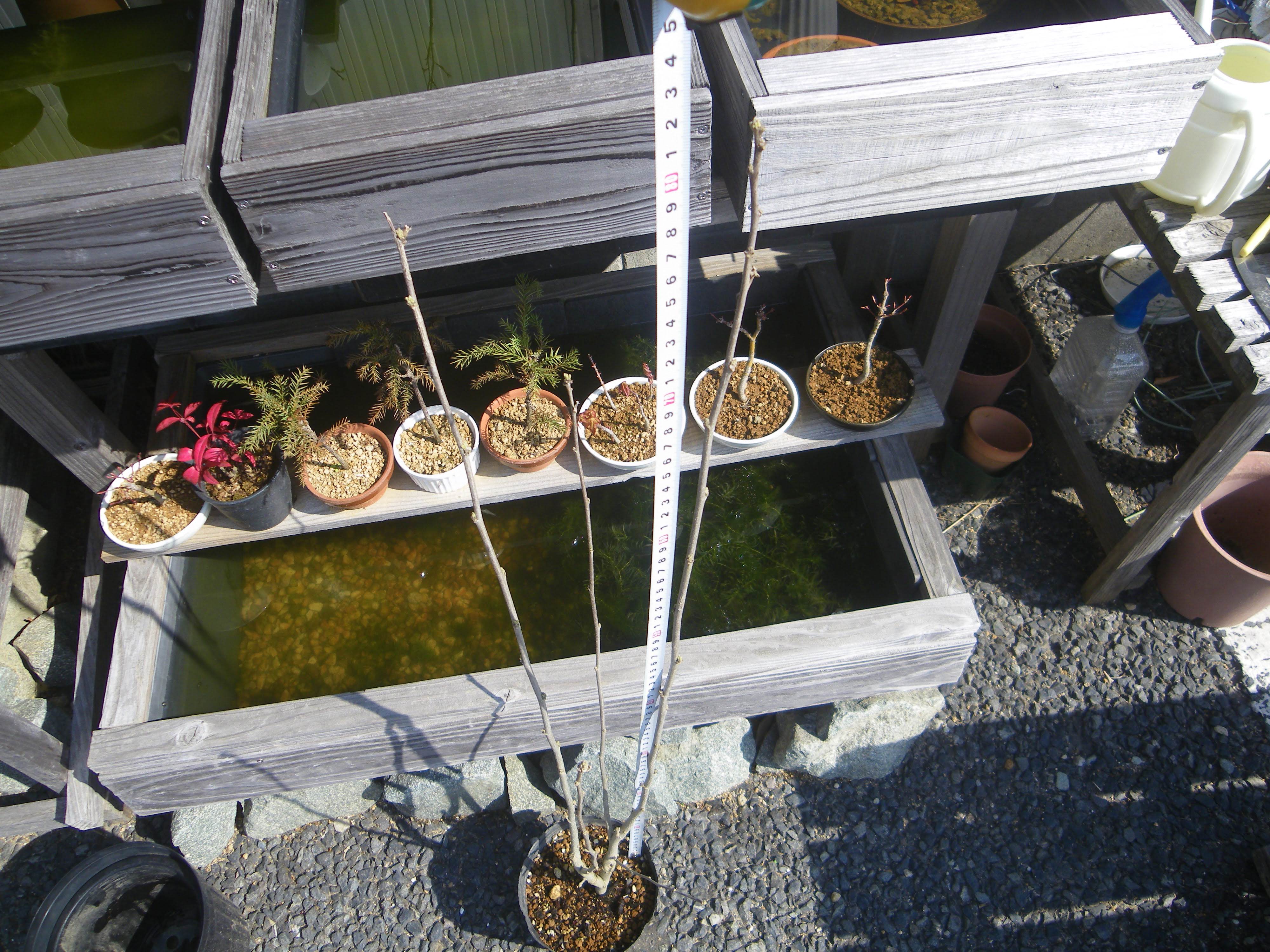 ムクゲ 木槿 の育て方 小さな鉢植えで夏に大きな美しい花を楽しむ メダカの大工