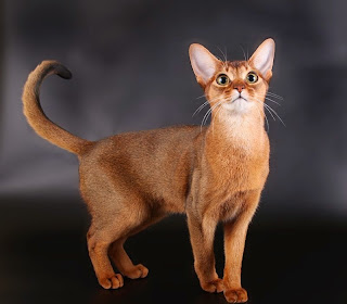 Abyssinian Cat