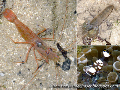 Caridean Shrimps (Infraorder Caridea)