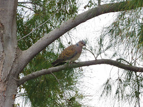 Turtle Dove - Golf Las Americas, Tenerife