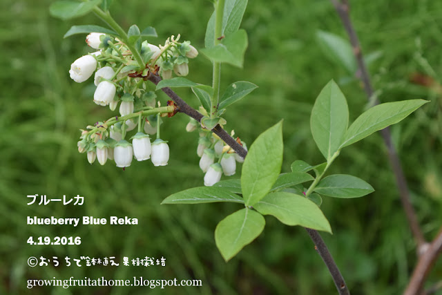 ブルーベリー ブルーレカの花 blueberry blue Reka flowering