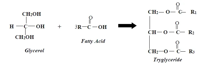 combination of fatty acids and glycerol to form tryglyceride (fat and oil)