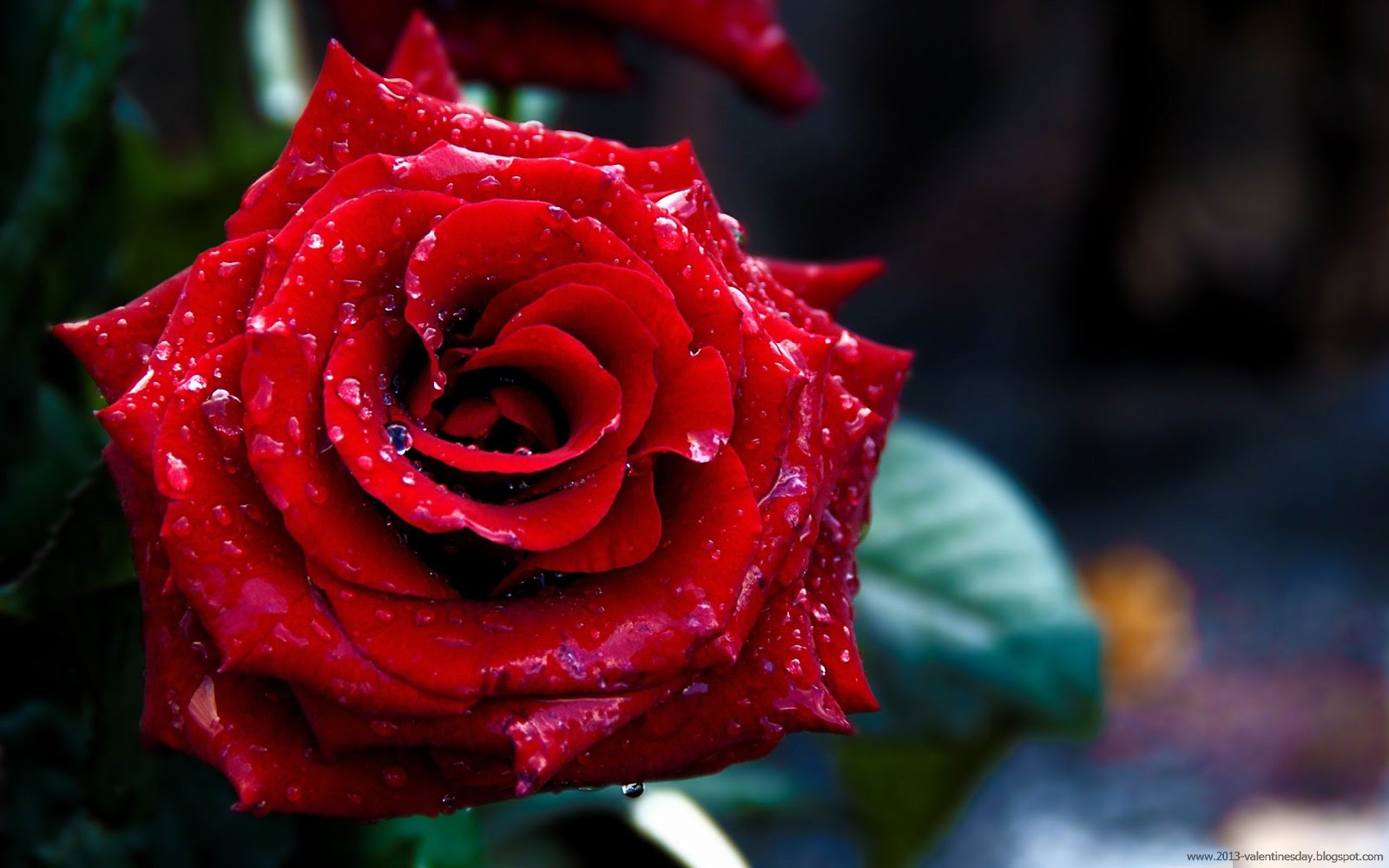 2. New Latest Happy Rose Day 2014 Hd Wallpapers