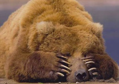 curiosidades. oso borracho dormido