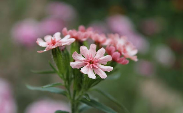 Maltese Cross Flowers Pictures