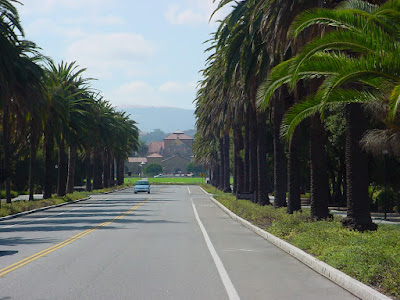 Palm Drive at Stanford