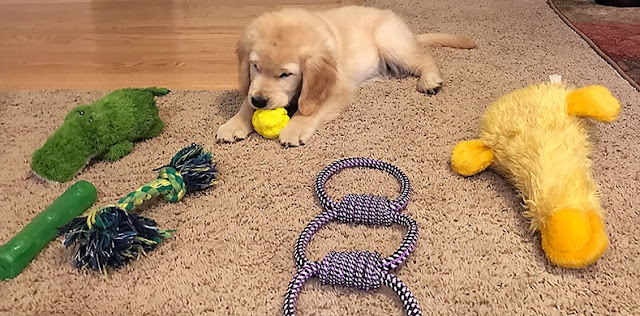 The Best Dog Toys, According to Our Pupies