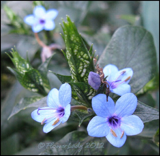 Blue Sage 0121bluesage