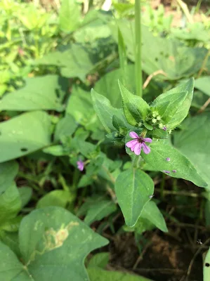 Nicaraguita - Cuphea carthagenensis