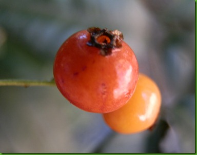 Myrcianthes gigantea (3)