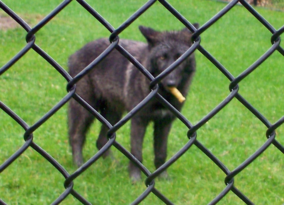 Black wolf with stick