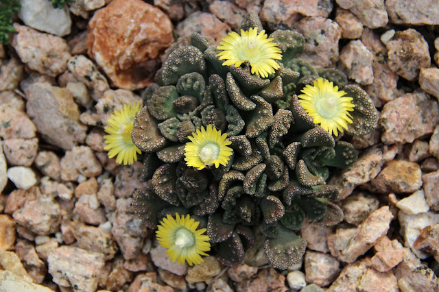 Titanopsis Calcarea