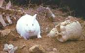 Rabbit of Caerbannog