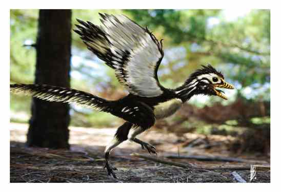 archaeopteryx_lithographica_by_dustdevil