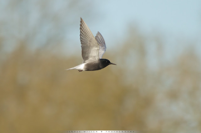 Zwarte Stern - Black Tern - Chlidonias niger 