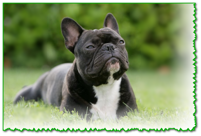  French Bulldog: character and price