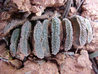 Haworthia truncata variety minor