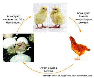 mydocuments DAUR HIDUP AYAM 