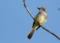 Florida Bird Photos