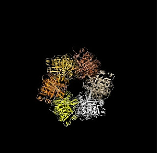 Direct Evidence That Bioclocks Work By Controlling Chromosome Coiling