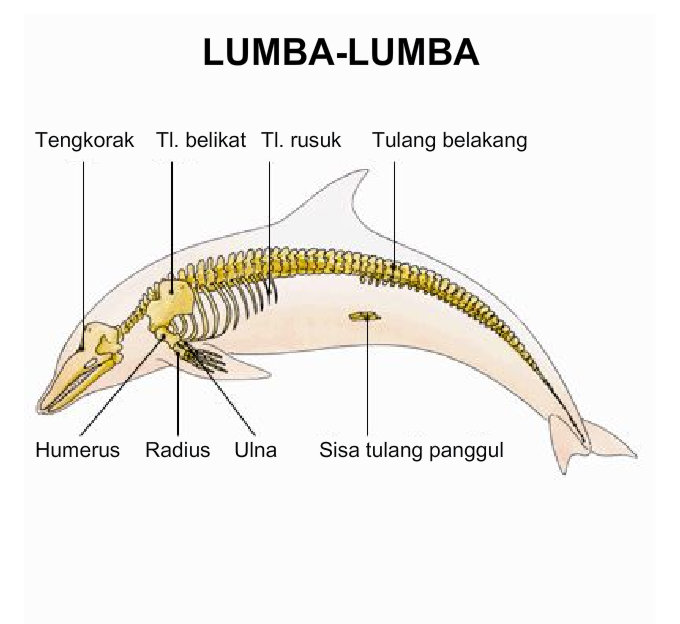 Anatomi Rangka Vertebrata  DETIK BIOLOGI