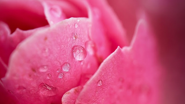 Wallpaper Flower, Pink, Petals, Drop, Macro
