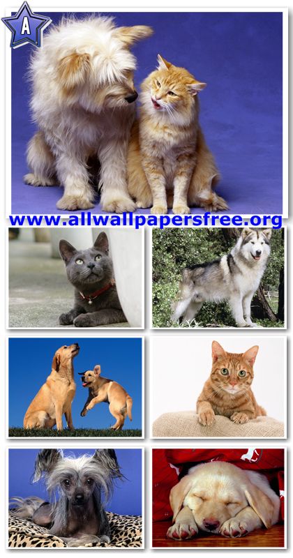 100 Beautiful Dogs and Cats Wallpapers 1280 X 1024 [Set 4]
