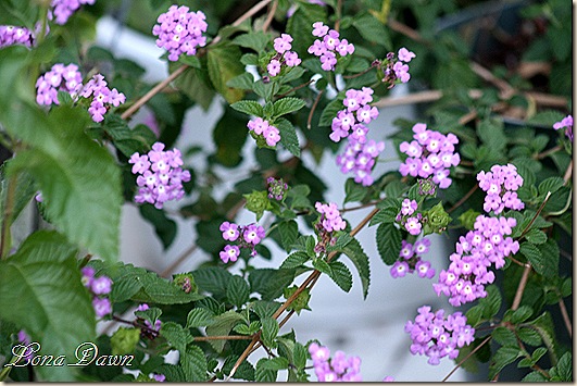 LuciousGrape_Lantana_Sept3