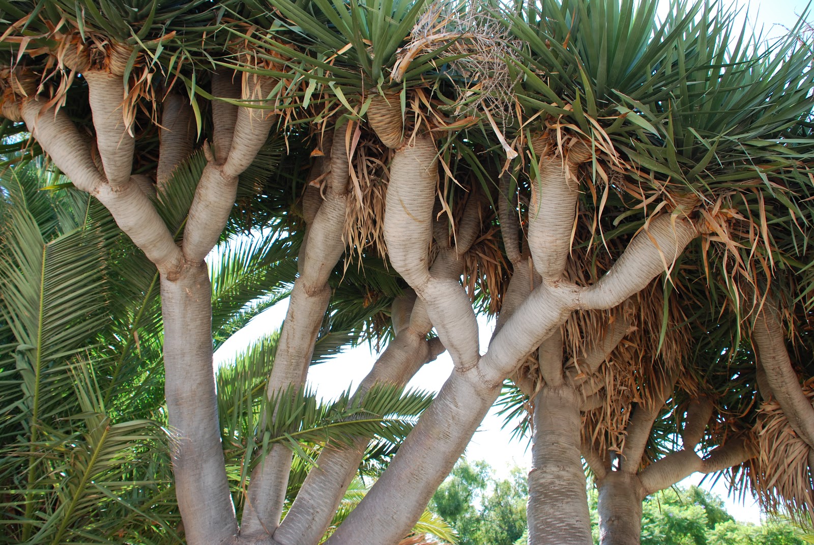 The Dragon Blood Tree The Garden Of Eaden