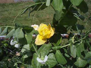 derek freiman gardening - flower in the peas