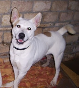 Jara.
