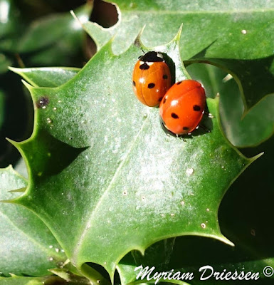 coccinelle ladybug