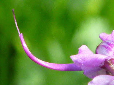 Elephant's head's trunk (Pedicularis groenlandica), Tahoe Meadows