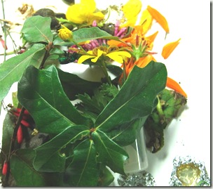male onleaf