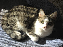 Meine Katze Jojo