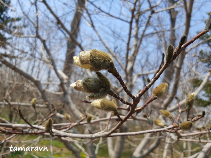 Магнолия Лёбнера (Magnolia × loebneri)