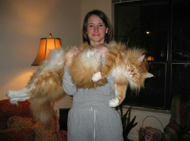 Cute&Cool Pets 4U: Maine Coon Cats