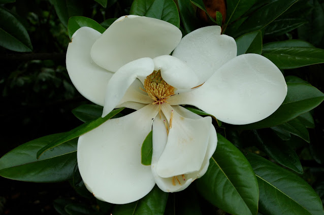 Magnolia à grande fleurs, arbre persistant, petit arbre, arbres de jardin, arbre parfumé