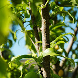 Fruits With Tree / Tree Fruits - Perennia / Fruit trees, utah state university.