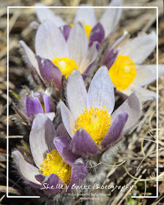 Prairie Crocus, © Shelley Banks, all rights reserved