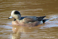 American Wigeon male, Ellen's Creek, PEI - © Denise Motard