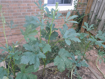 Clemson spineless okra plants